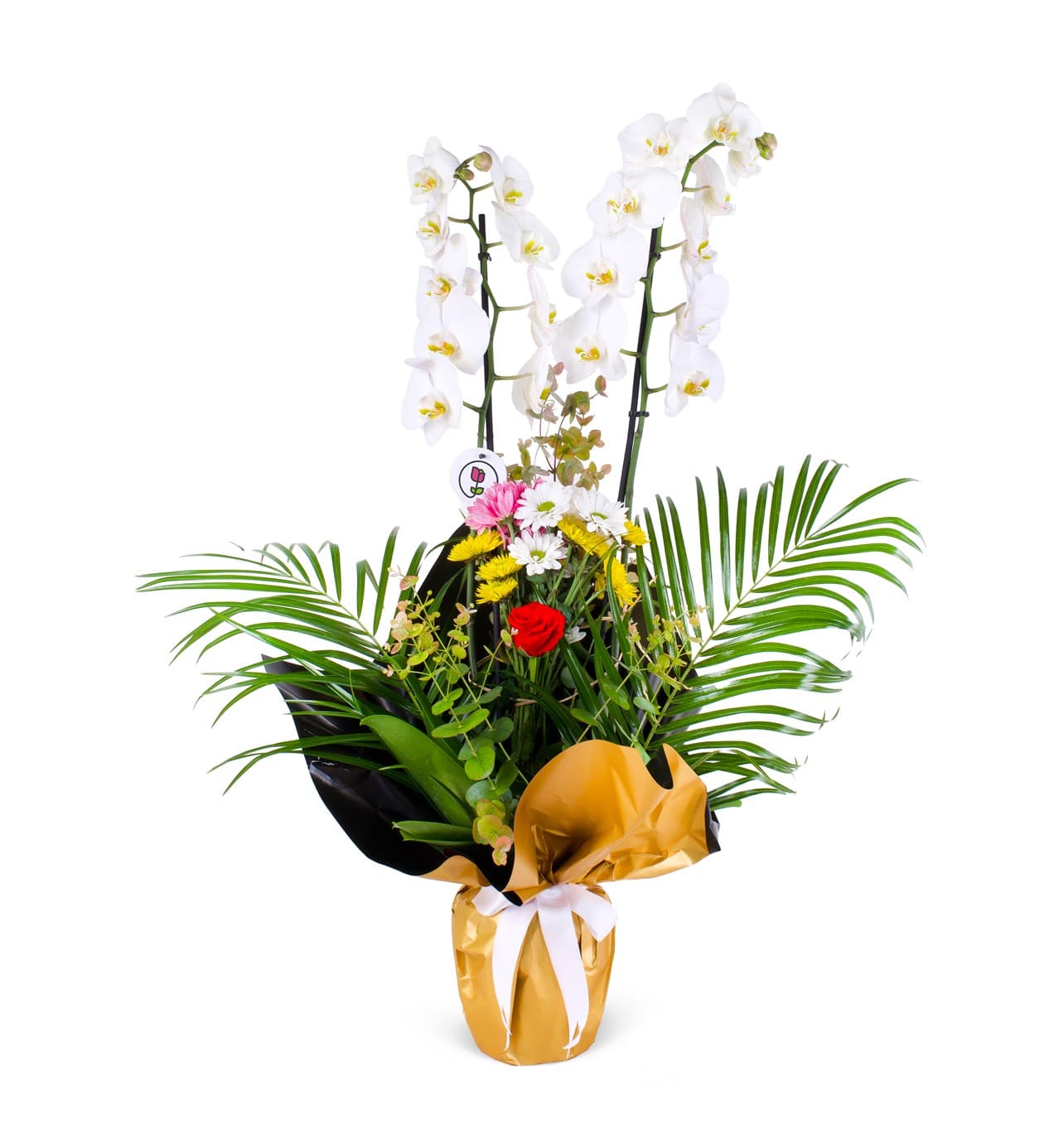 White Phalaenopsis Orchid